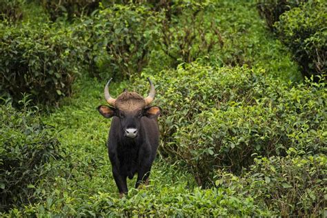 18 Wild Animals in Myanmar [Wildlife in Myanmar] - Kevmrc