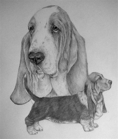 Basset Hound Sketch at PaintingValley.com | Explore collection of ...