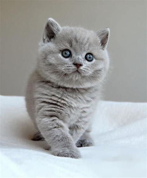 British Shorthair Cat | Cats, Cute cats, British shorthair cats