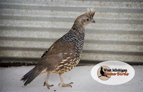 Texas Blue Scale Quail Hatching Eggs