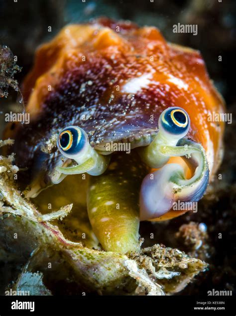 Conch eyes, Milne Bay, Papua New Guinea Stock Photo - Alamy