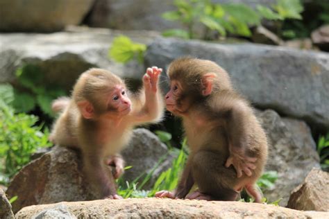 Snow Monkey Babies -- The Ultimate Reason to See Snow Monkeys Without ...