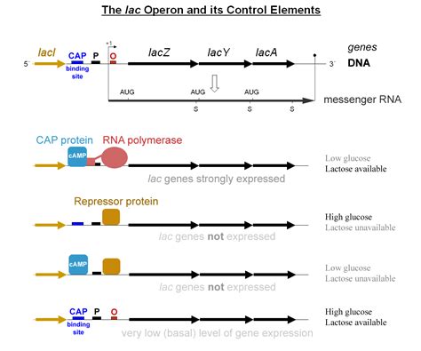 A simple example: the lactose operon — Network evolution 1.1 documentation