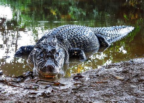 9 Black Caiman Facts: Giant of Ecuador’s Amazon (Melanosuchus Niger ...