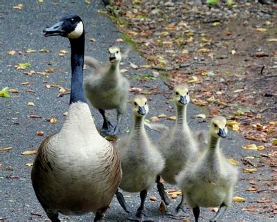 Avian Migrate Goose And Bird Repellent - Lasers Drones And Air Cannons ...