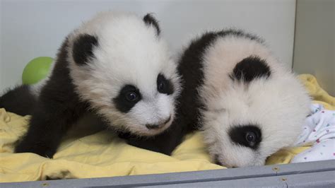 Giant panda cubs in Atlanta zoo have names - Chicago Tribune