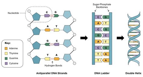 How we get information from your dogs DNA – Darwin's Ark