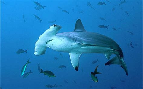 Hammerhead Sharks Wallpapers (58+ pictures) - WallpaperSet