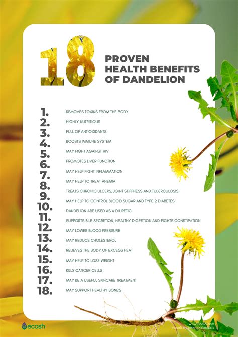 DANDELION - 18 Health Benefits Backed by Science - Ecosh