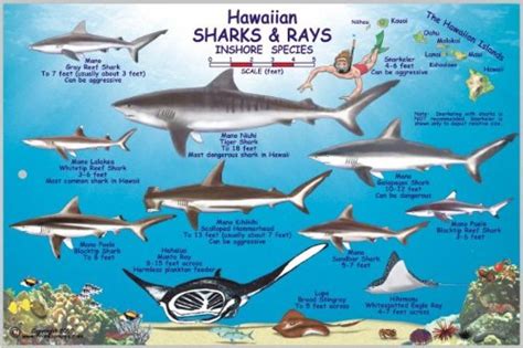 Hawaiian Sharks and Rays Offshore and Inshore Species by Frankos Maps ...