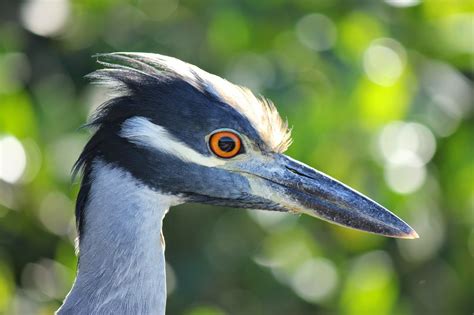 Joan and Dan's Birding Blog: Yellow-Crowned Night-Heron