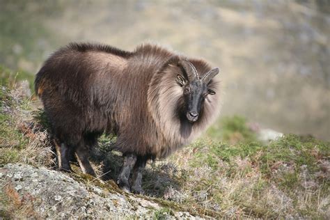 Himalayan Tahr Hunting · New Zealand Safaris