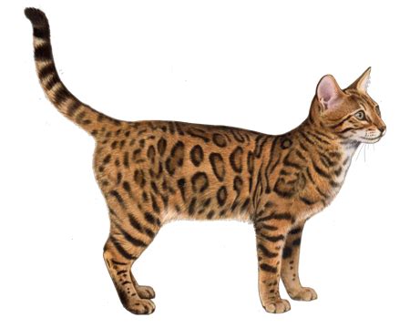 Bengal Facts - Wisdom Panel™ Cat Breeds