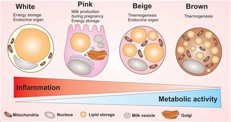 Adipocytes cells and their main morphological and cellular activity ...