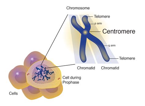 Centromere