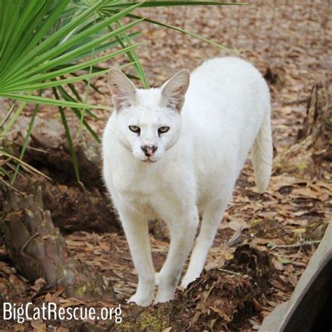 WHITE SERVAL PHAROAH-- the only white Serval in existence- he is NOT an ...