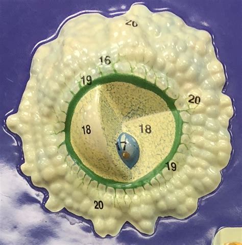 Development - Ovum Diagram | Quizlet