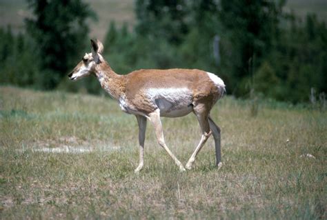 American Pronghorn - Wild About Utah