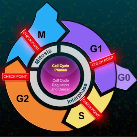 Cell Cycle And Checkpoints Worksheet