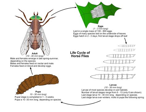 Resources | Public Health and Medical Entomology | Purdue | Biology ...