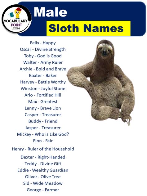 Best Sloth Names (Cute, Funny, Male & Female) - Vocabulary Point