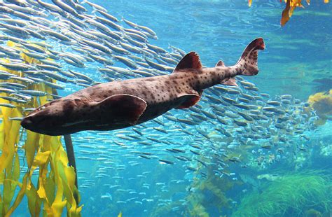 Swellshark | Cephaloscyllium ventriosum | Shark Database