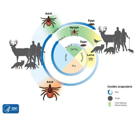 Tickborne Diseases | New Hampshire Department of Health and Human Services