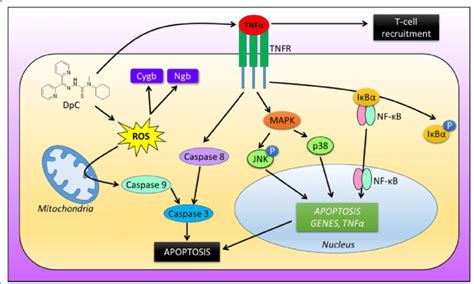 Overview of the potential mechanisms involved in the DpC-mediated ...