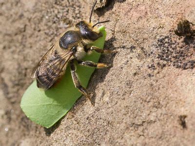 Leaf-cutter bee | Description, Life Cycle, & Facts | Britannica