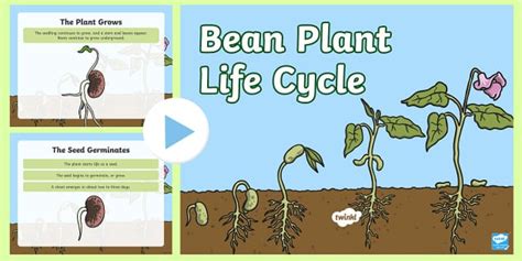 Life Cycle of a Bean Plant PowerPoint | Science Resources