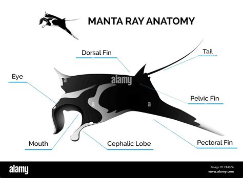 Manta Ray Anatomy Stock Vector Image & Art - Alamy