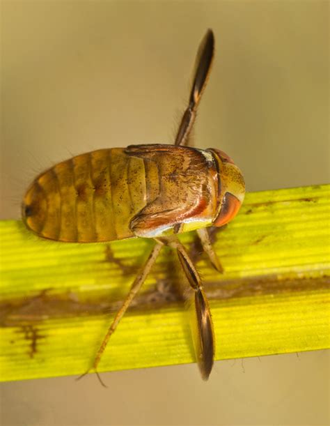 Lesser water boatman nymph – UK Wildlife