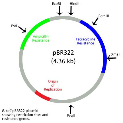 Which of the followings is/are selectable markers in pBR322?