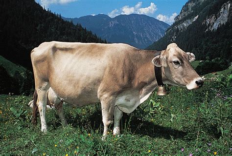 Brown Swiss | Dairy Cattle, Dual-Purpose & Swiss Alps | Britannica