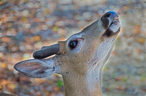 Photo Gallery — Florida Keys Wildlife Society