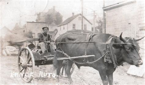 Oxen harness, 1900 | Oxen | Pinterest