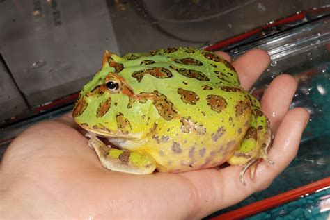 Pac-Man Frog Care And Information - Reptiles Magazine