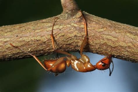 Ants Infected by Cordyceps Fungus Become "Zombies" - Owlcation