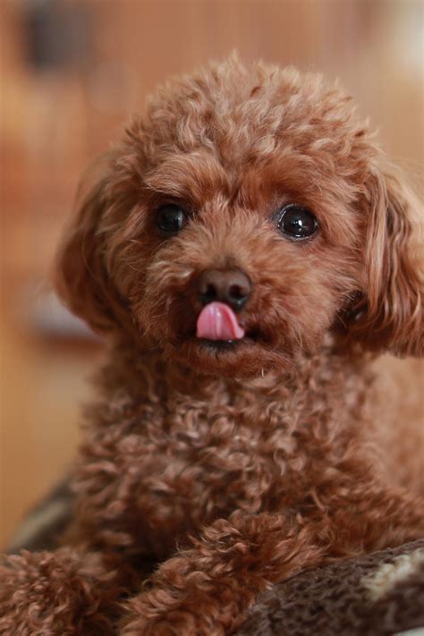 Poodle Puppies (20+ Perfect Pups) - Talk to Dogs