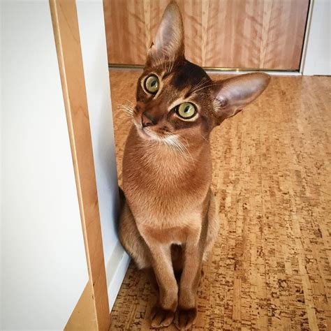 Here's What No One Tells You About Abyssinian Cat Breeders Rochester Ny ...