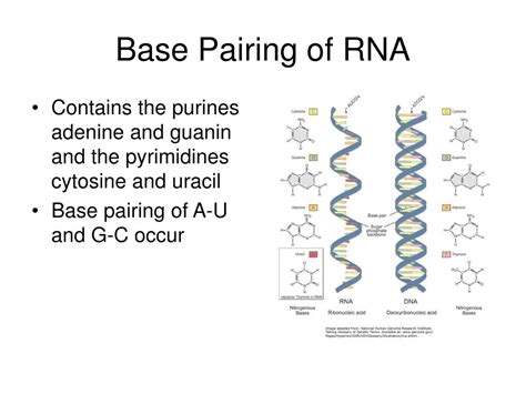 PPT - Nucleotides PowerPoint Presentation, free download - ID:672807