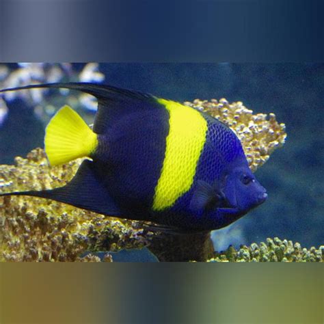 Saltwater Angelfish — AquariumFishSale.com