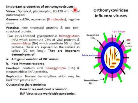 Orthomyxoviridae - YouTube