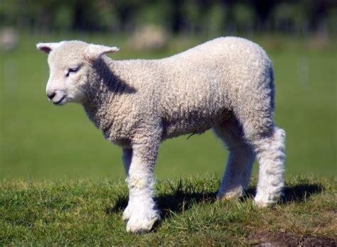 Baby Lamb Free Photo Download | FreeImages