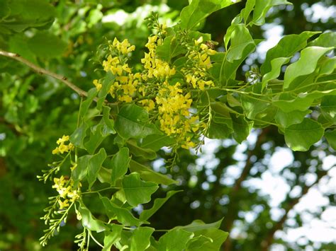 National Tropical Botanical Garden | Pterocarpus indicus - Plant Detail ...