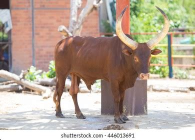 1,472 Watusi Horns Images, Stock Photos & Vectors | Shutterstock