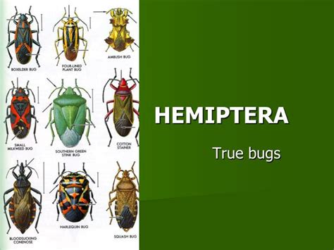 PPT - HEMIPTERA PowerPoint Presentation, free download - ID:4183441