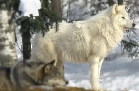 Arctic Wolf - Description, Habitat, Image, Diet, and Interesting Facts