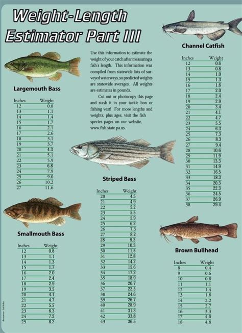 Channel Catfish Weight Chart | Printable Templates Free