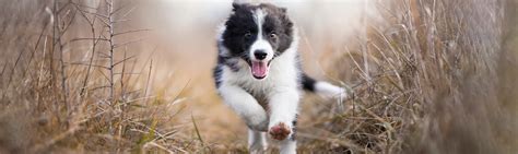 Training Your Border Collie Puppy - Border Collie Behaviourist